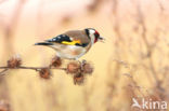 European Goldfinch (Carduelis carduelis)