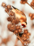 European Goldfinch (Carduelis carduelis)