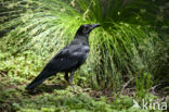 Raaf (Corvus corax)