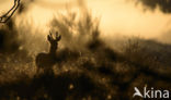 Roe Deer (Capreolus capreolus)