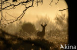 Roe Deer (Capreolus capreolus)