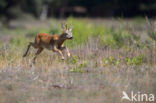 Roe Deer (Capreolus capreolus)