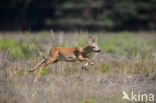 Roe Deer (Capreolus capreolus)