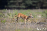 Roe Deer (Capreolus capreolus)