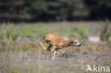 Roe Deer (Capreolus capreolus)