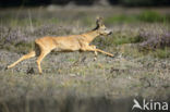 Roe Deer (Capreolus capreolus)