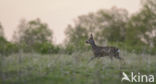 Roe Deer (Capreolus capreolus)