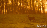 Roe Deer (Capreolus capreolus)