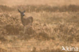 Roe Deer (Capreolus capreolus)