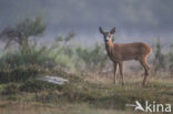 Roe Deer (Capreolus capreolus)