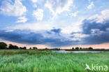 Common Reed (Phragmites australis)