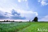 Common Reed (Phragmites australis)