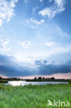 Riet (Phragmites australis)