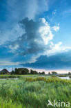 Riet (Phragmites australis)