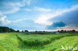 Riet (Phragmites australis)