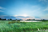 Riet (Phragmites australis)