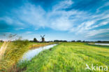 Common Reed (Phragmites australis)