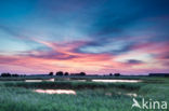 Riet (Phragmites australis)