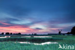 Riet (Phragmites australis)