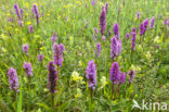 Rietorchis (Dactylorhiza majalis subsp. praetermissa)