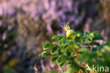 Japanese Rose (Rosa rugosa)