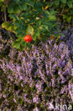 Japanese Rose (Rosa rugosa)