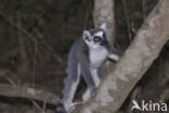 ring-tailed lemur (Lemur catta)