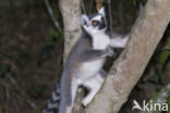 ring-tailed lemur (Lemur catta)