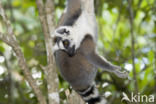 Ringstaartmaki (Lemur catta)