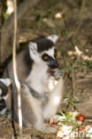 ring-tailed lemur (Lemur catta)