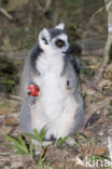 ring-tailed lemur (Lemur catta)