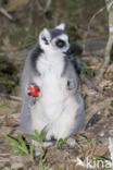 Ringstaartmaki (Lemur catta)