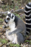 ring-tailed lemur (Lemur catta)