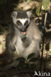 ring-tailed lemur (Lemur catta)