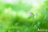 Robert geranium (Geranium robertianum)