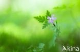Robert geranium (Geranium robertianum)