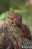 Red squirrel (Tamiasciurus hudsonicus)