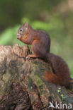 Red squirrel (Tamiasciurus hudsonicus)