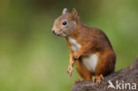 Red squirrel (Tamiasciurus hudsonicus)