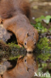 Red squirrel (Tamiasciurus hudsonicus)