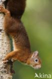 Red squirrel (Tamiasciurus hudsonicus)