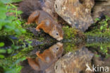 Red squirrel (Tamiasciurus hudsonicus)