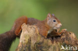 Red squirrel (Tamiasciurus hudsonicus)