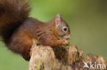 Red squirrel (Tamiasciurus hudsonicus)