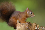 Red squirrel (Tamiasciurus hudsonicus)