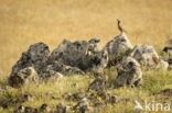 Red-legged Partridge (Alectoris rufa)