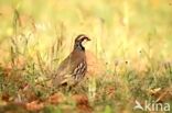 Red-legged Partridge (Alectoris rufa)