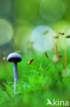 Amethyst Deceiver (Laccaria amethystina)