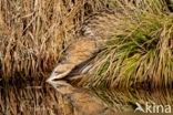 Bittern (Botaurus stellaris)