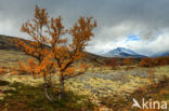 Rondane National Park